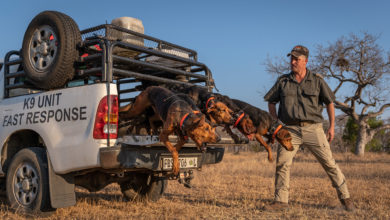 Texas hounds chase rhino poachers