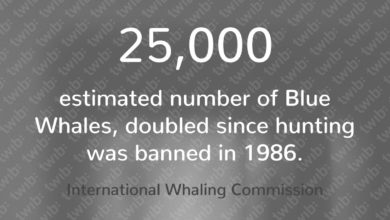 Blue Whale Population doubled