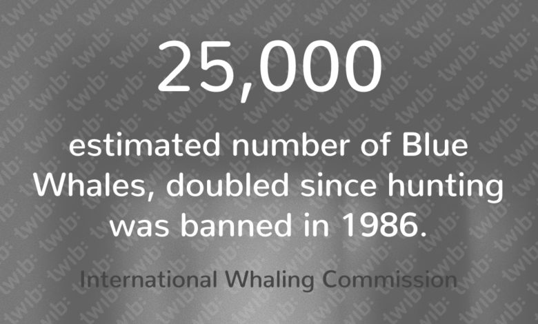 Blue Whale Population doubled