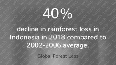 Decline Rainforest Loss Indonesia