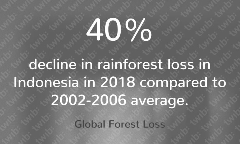 Decline Rainforest Loss Indonesia