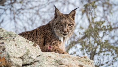 Iberian Lynx