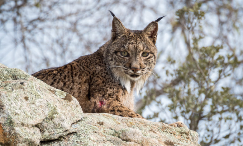 Iberian Lynx