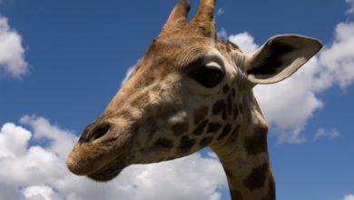 Rothschild Giraffe Kenya