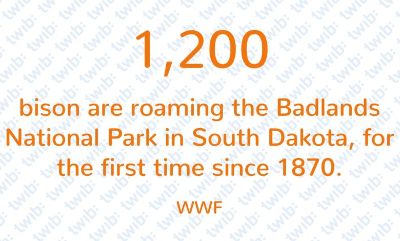 Daily Number 281019 new