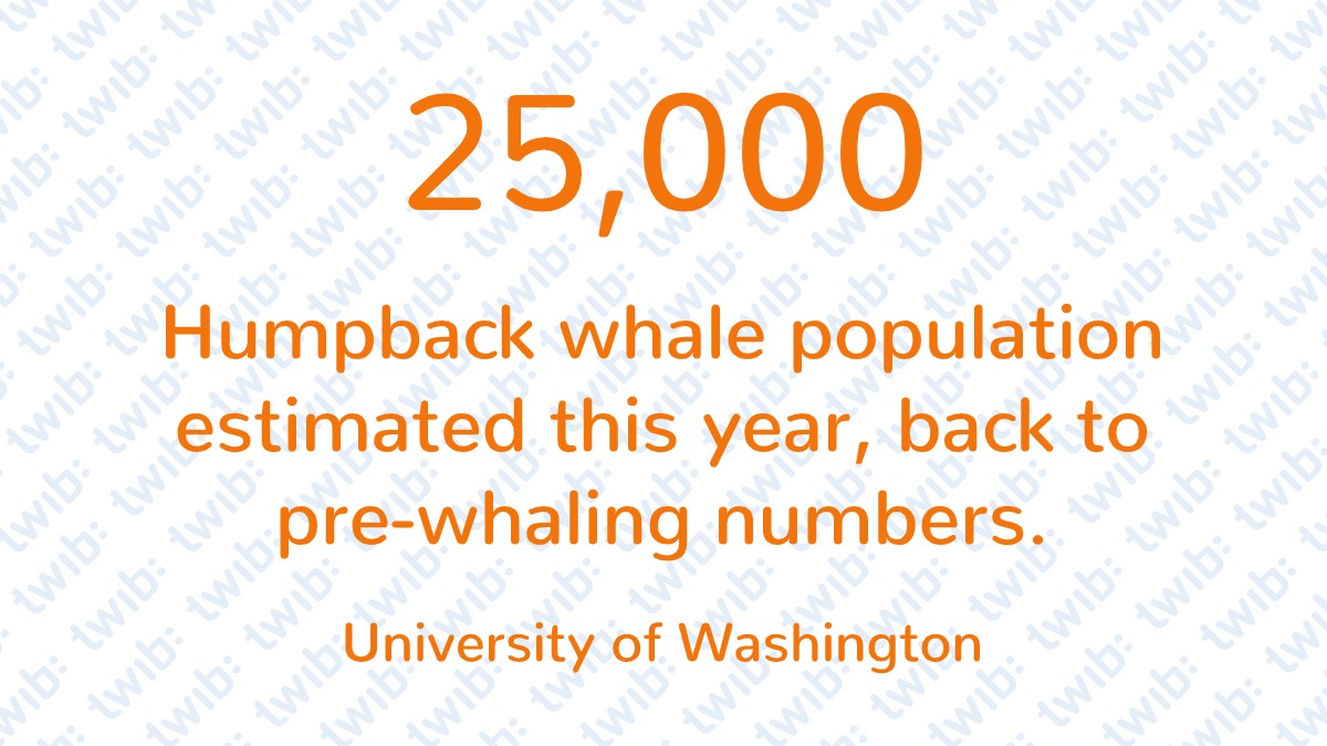 25,000 Humpback whale population estimated this year, back to pre