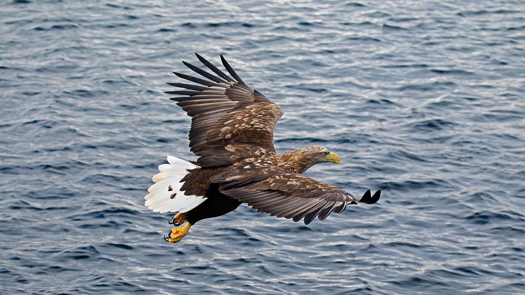 WhiteTailed Eagles Back in England After 240 Years twib.news