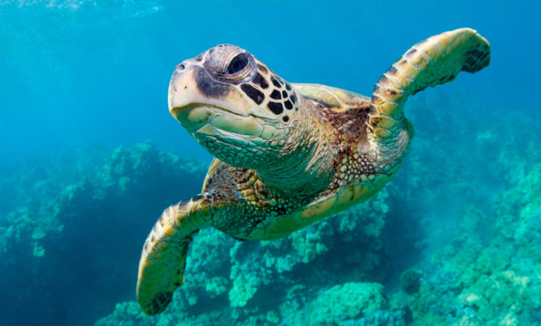 Endangered Sea Turtles Show a Comeback in the Pacific Over the Past 13