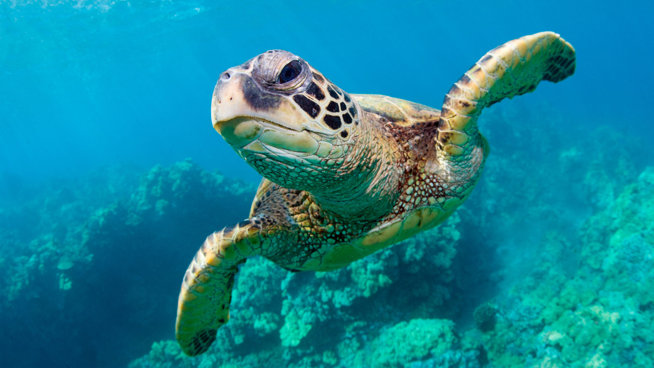 Endangered Sea Turtles Show a Comeback in the Pacific Over the Past 13