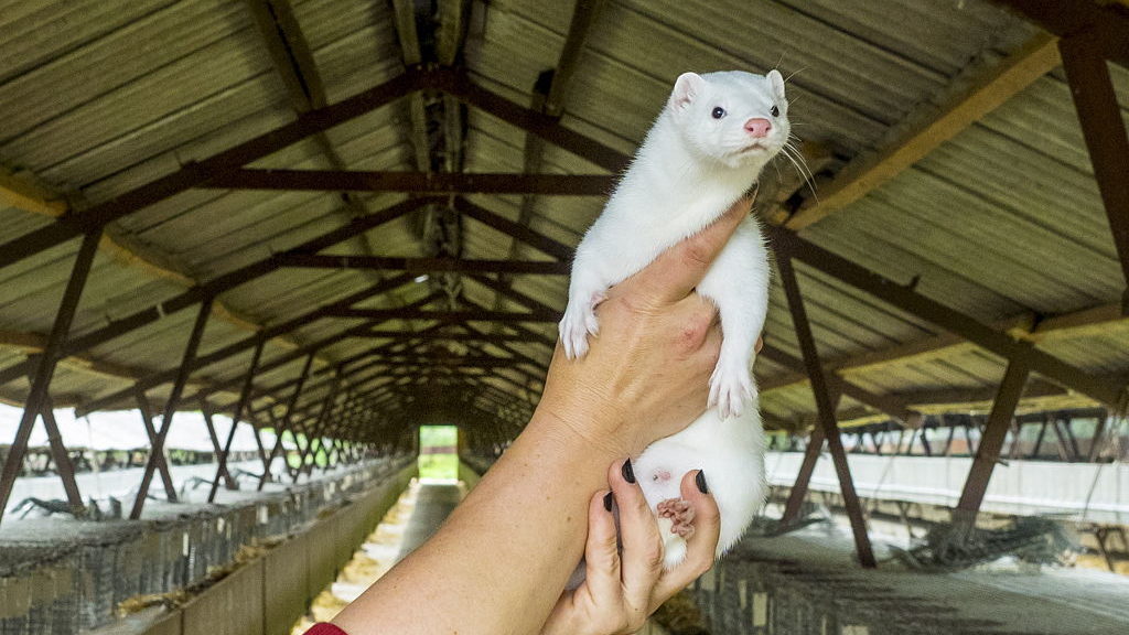 Mink Farms Close Down in the Netherlands for Good twib.news