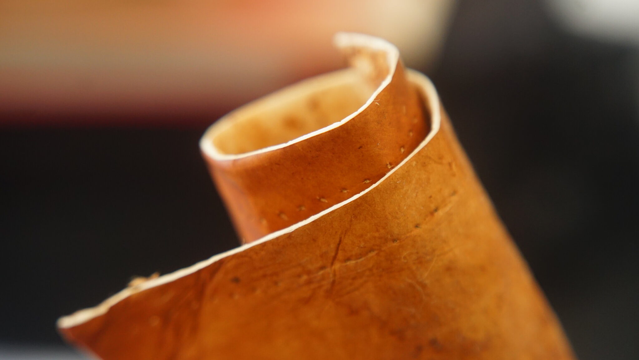 MushroomMade Leather, the New and Sustainable Way to Look Cool twib.news