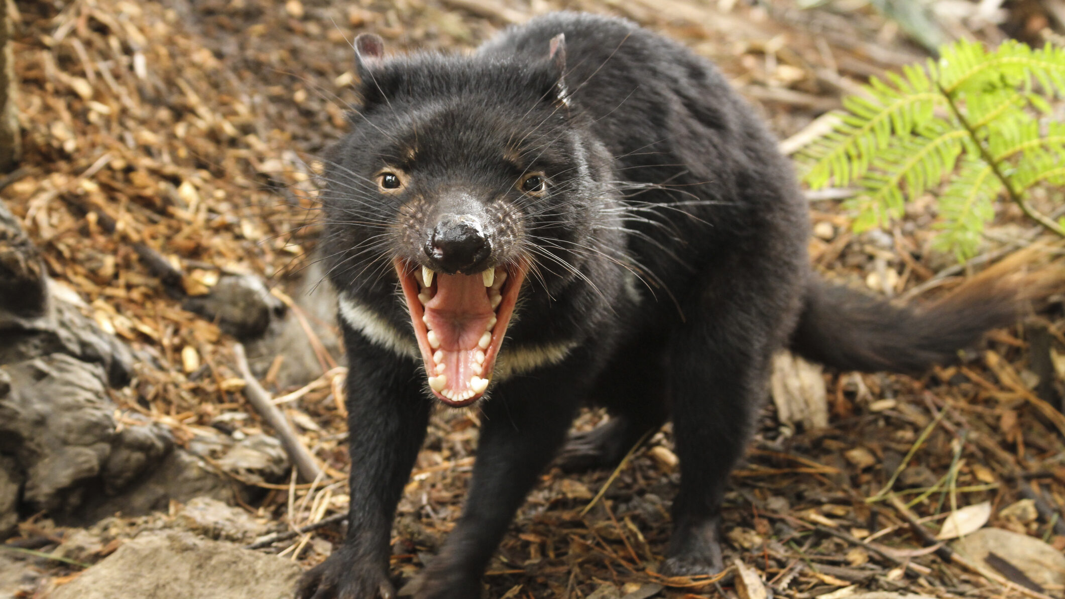The Tasmanian Devil Is Back on Australia's Mainland - After 3,000 Years