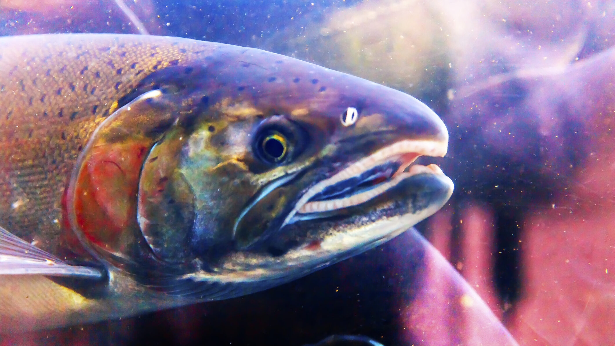 Tearing Down Two Dams Makes Salmon Swim Back to "Homeland" After 100