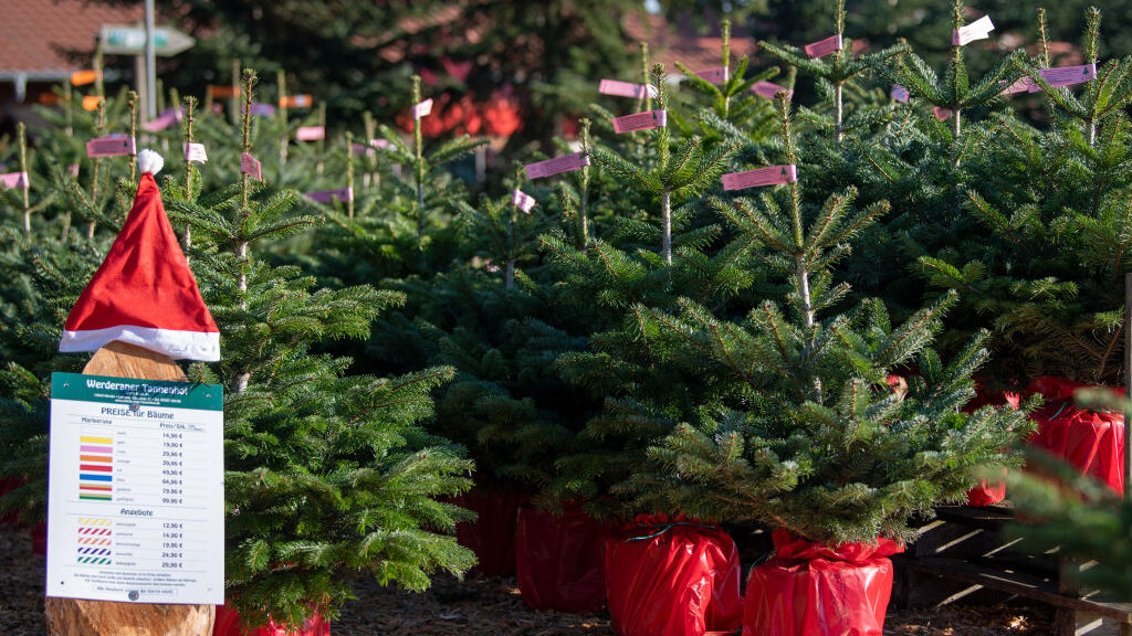 RentaChristmas Tree (and Let It Live for Next Time) twib.news