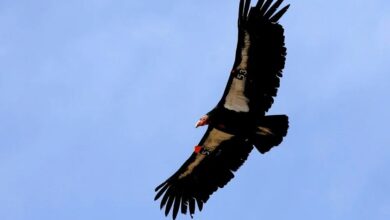 Flying Californian condor