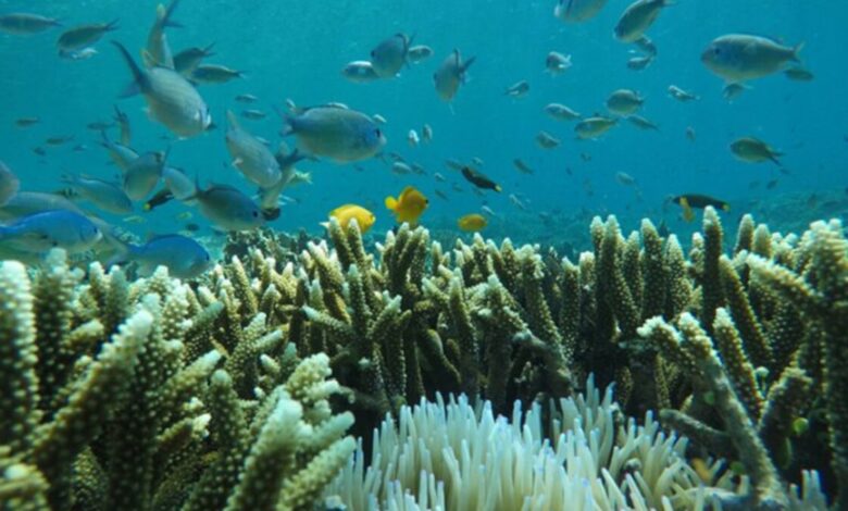Corals in Komodo islands Indonesia