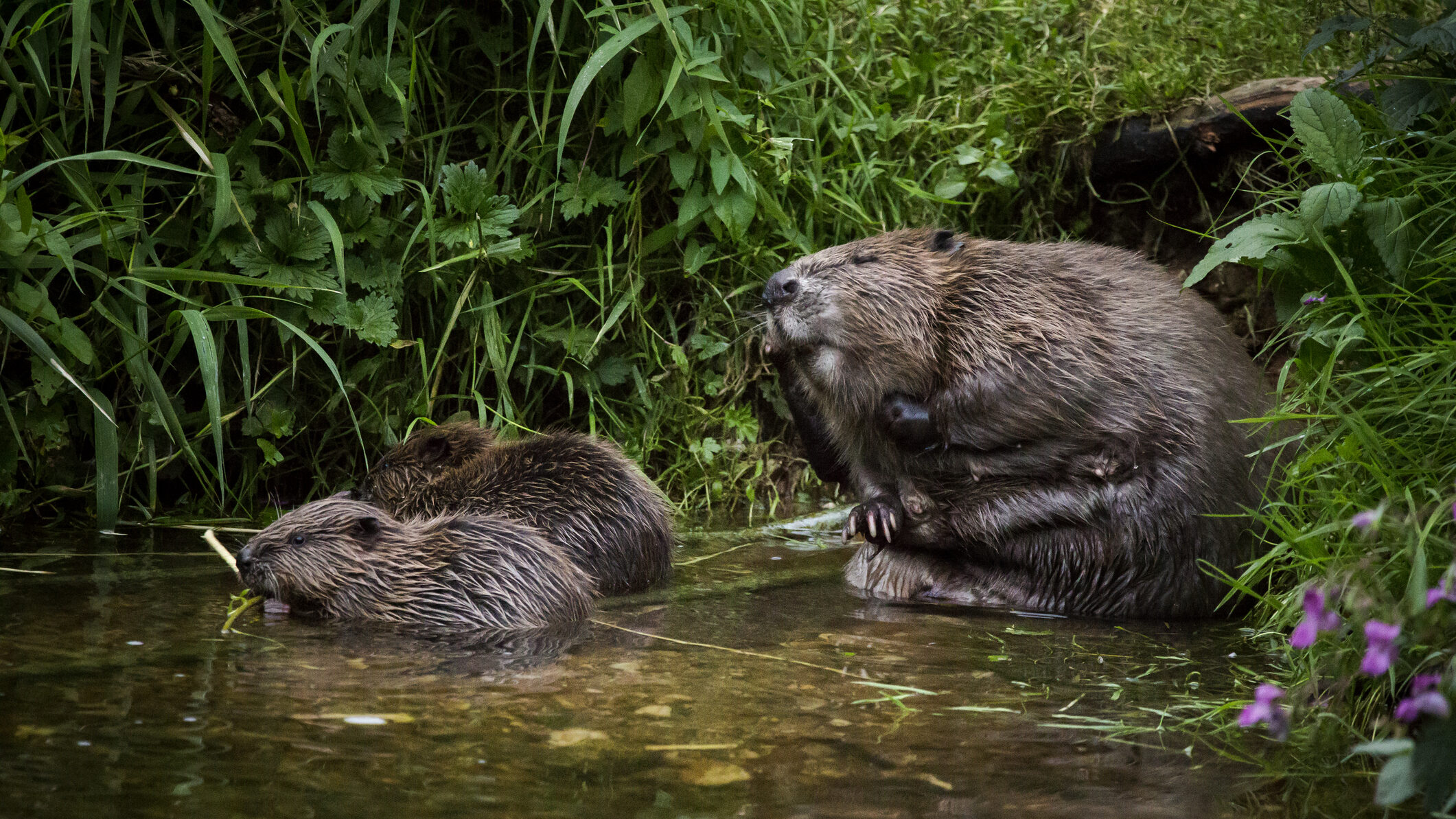 Beavers Protect Us, so Let's Protect Them Too twib.news