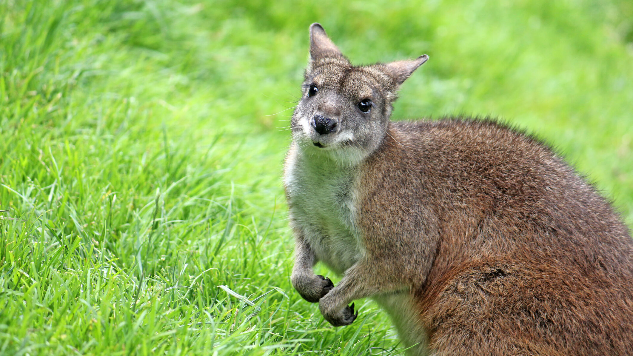 Our Goal No More Extinctions Twib News