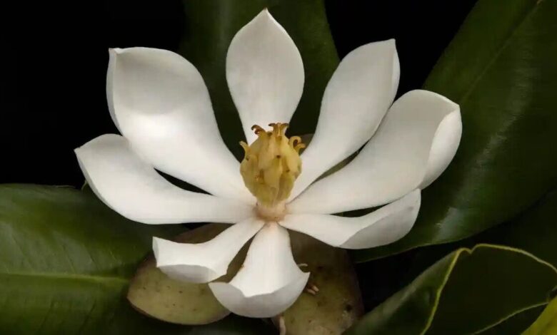 Magnolia emarginata