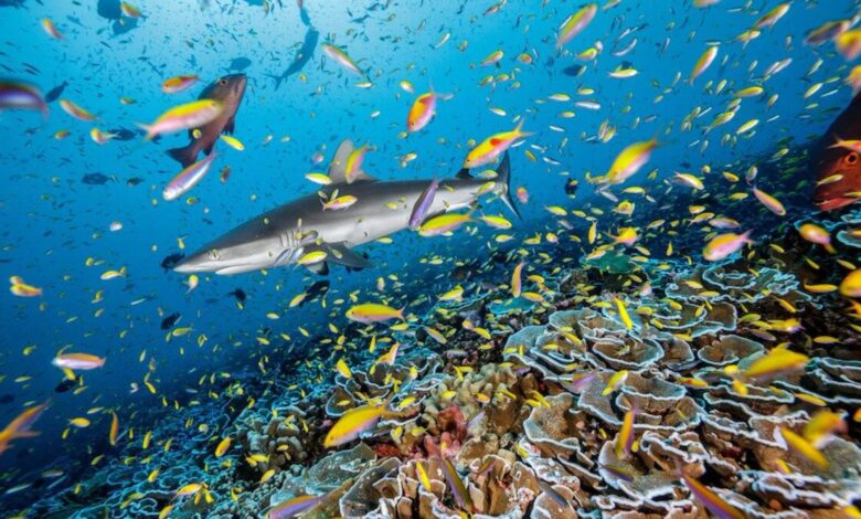 gray reef shark swims over Montipora corals in a sea of fusilier damselfish and Bartlett’s anthias.