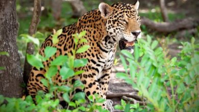jaguar in Mexico