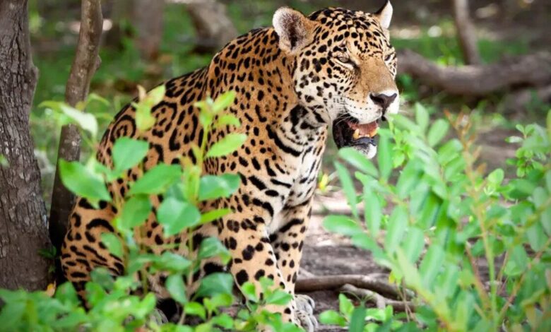 jaguar in Mexico