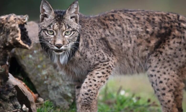 Iberian lynx