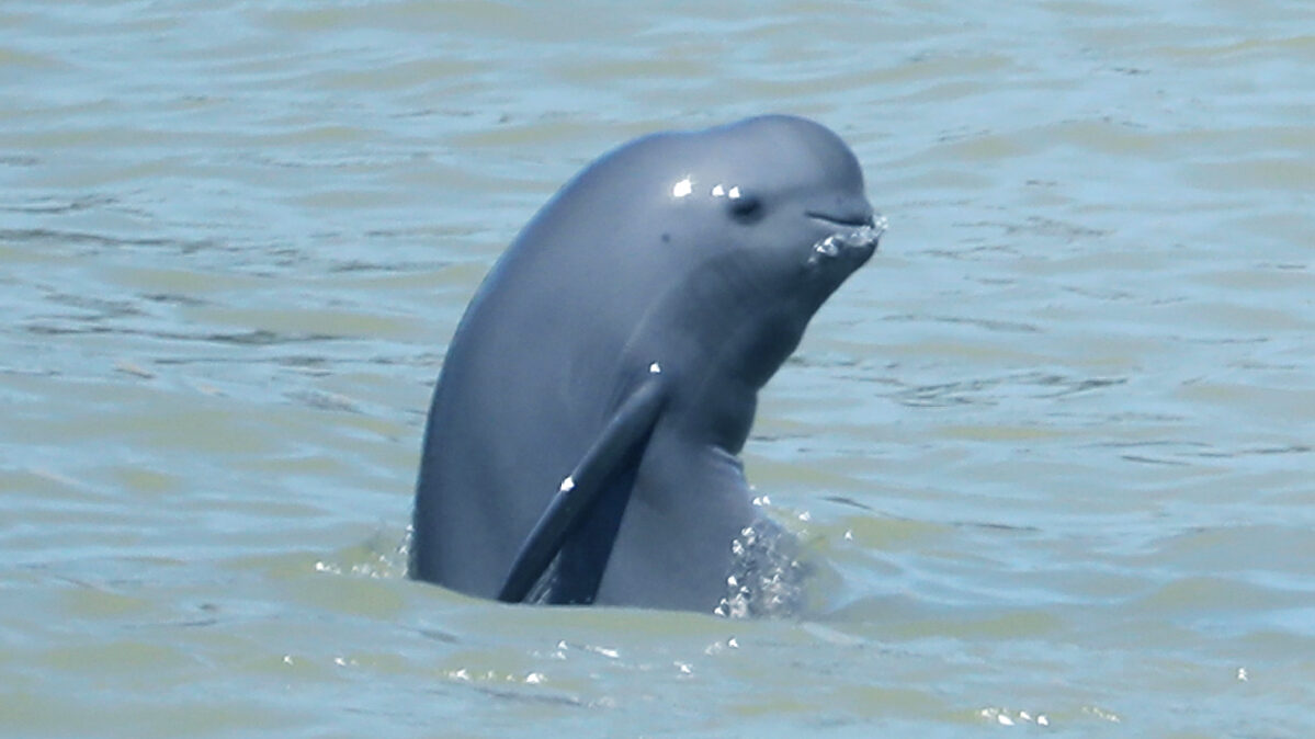 Good News Endangered Species Are Recovering Here Twib News