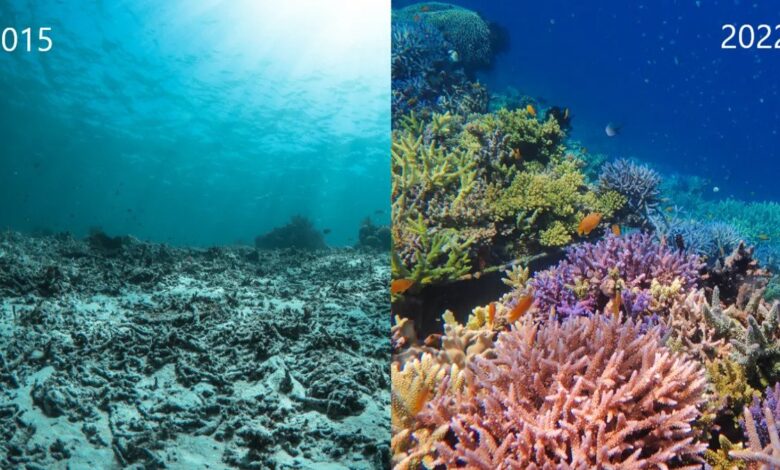 Before and after coral restauration