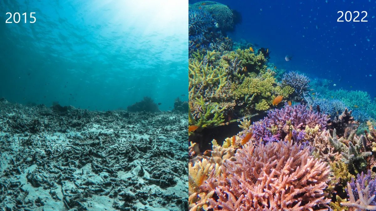 Restoration Success Coral Reefs Come Back to Life twib.news