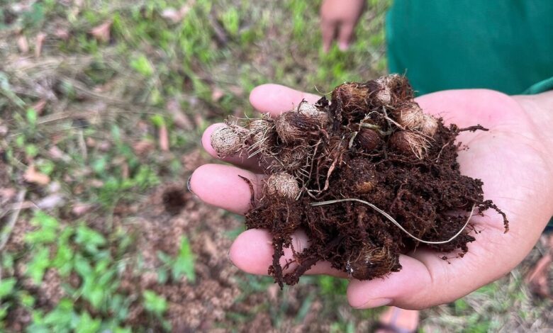 aroço de açai, one of the organic materials used to prepare the seedlings and the soil to plant them using the Miyawaki method