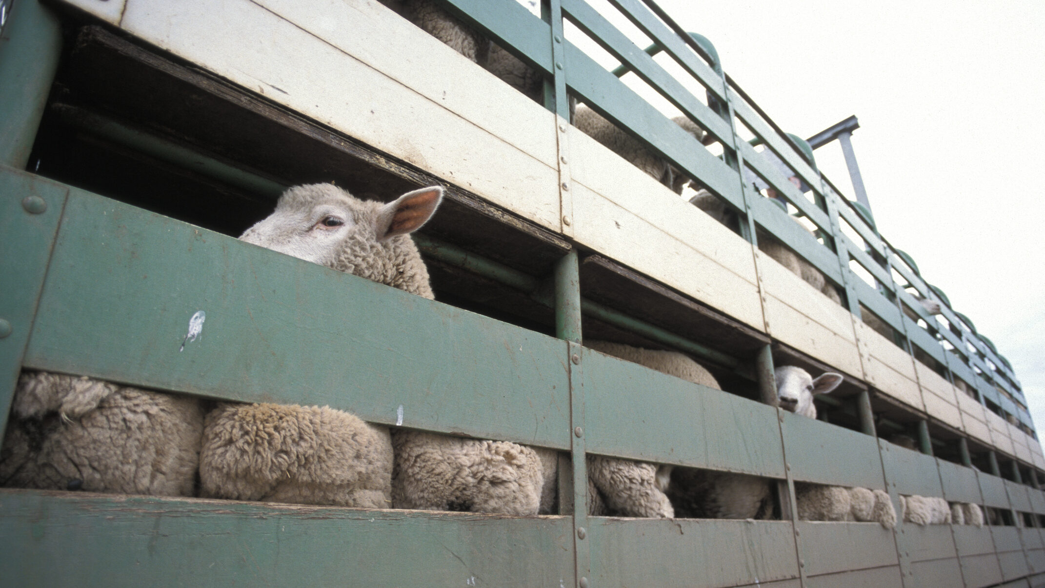 Great News for Ethical Trade Live Animal Export Officially Banned Here