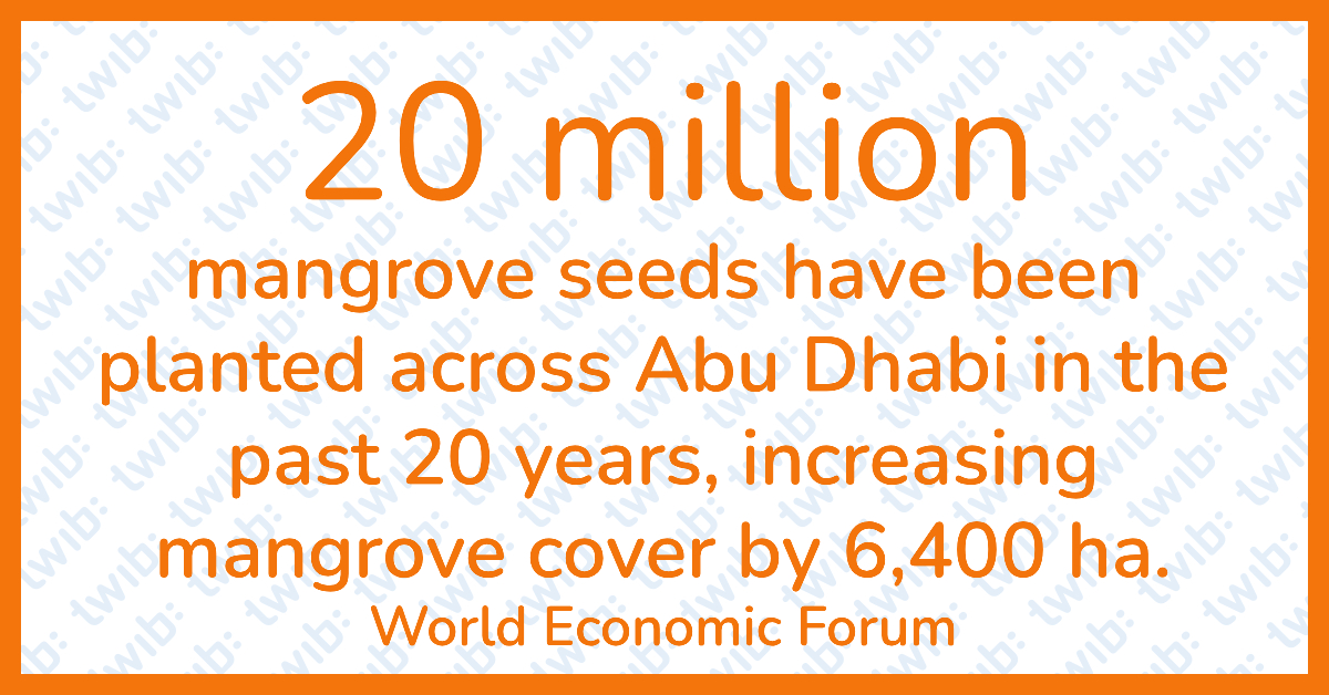 20 million mangrove seeds have been planted across Abu Dhabi (UAE) in