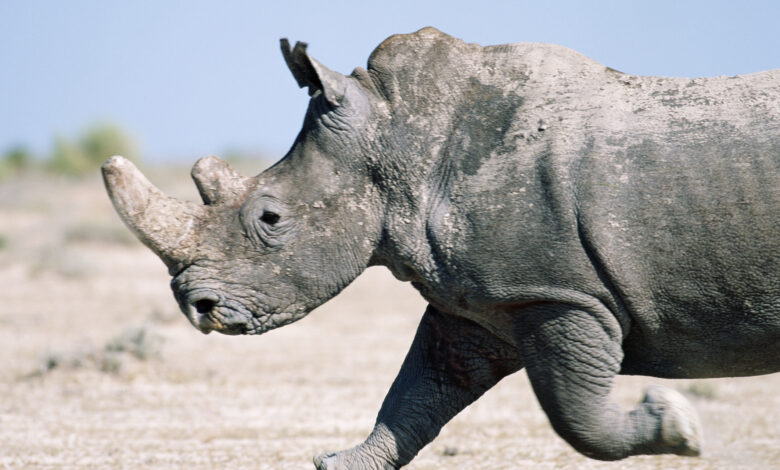 White rhinoceros (Ceratotherium simum) running, Namibia