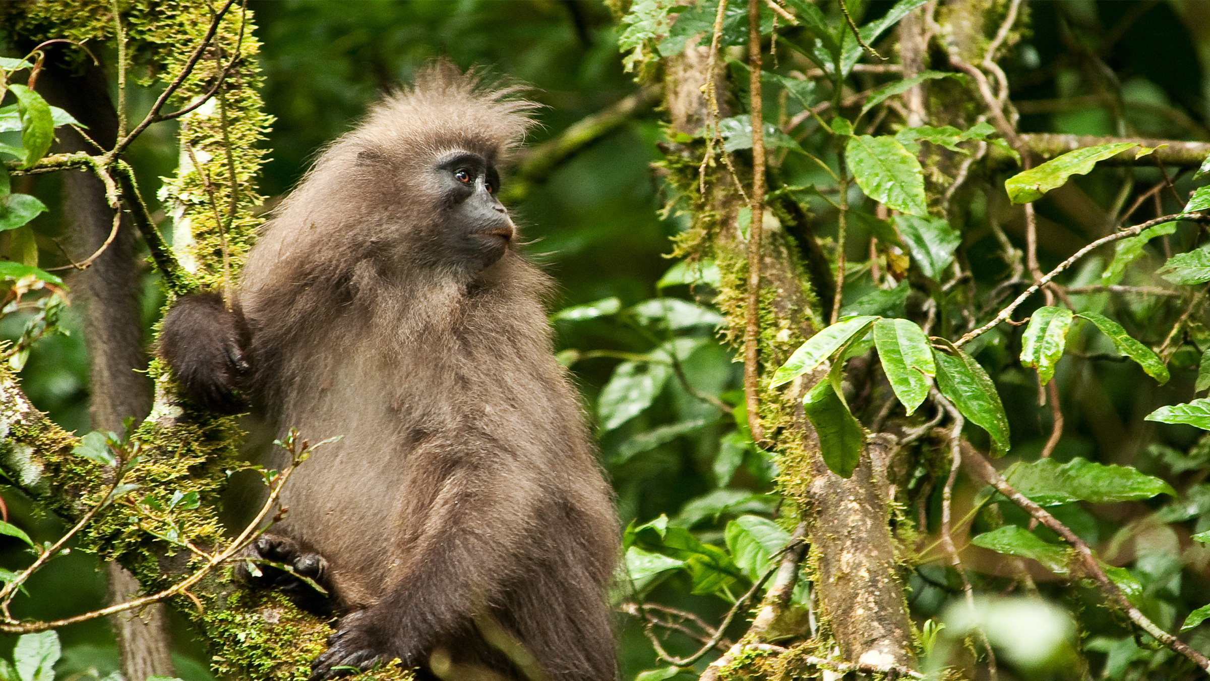 Holistic Approach to Save This Elusive Monkey | twib.news