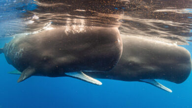 Sperm whales