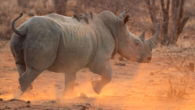 Black Rhino Africa