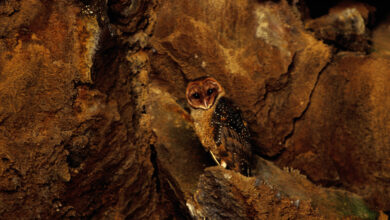 Barn owl (Tyto alba) in lava tube.