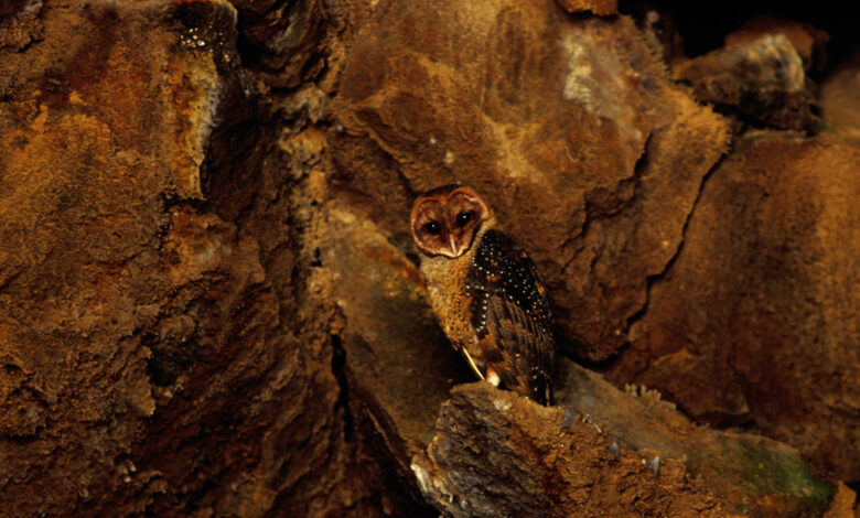 Barn owl (Tyto alba) in lava tube.