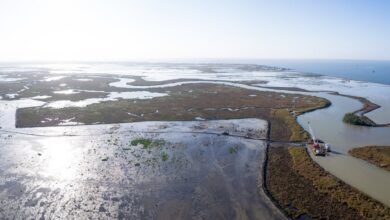 Wetland Restoration Louisiana