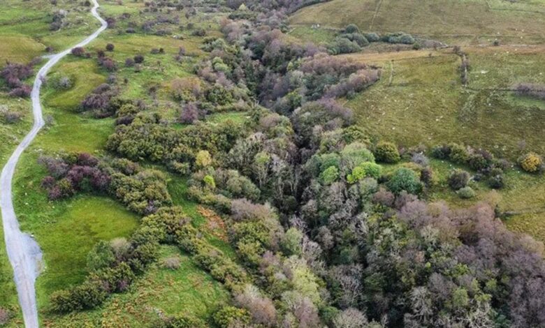 Thick woodland pocket Ireland