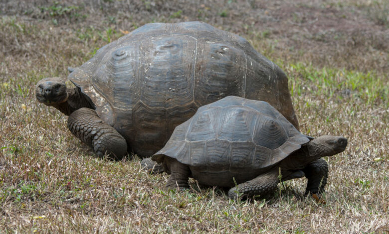 Giant Galapagos tortoises (Geochelone elephantopus) in the highlands of Santa Cruz Island in the Galapagos Islands