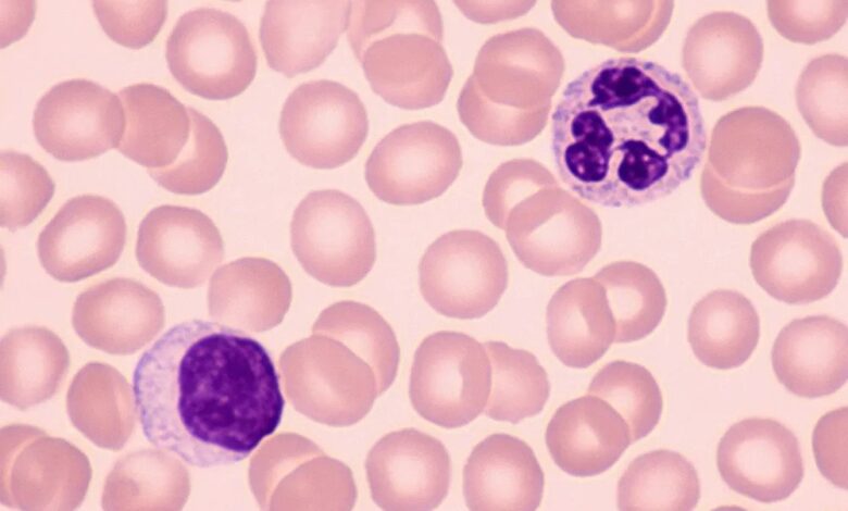 Two types of white blood cells in human body