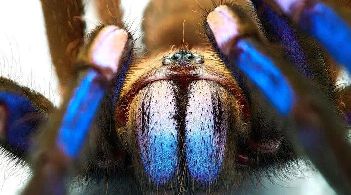 Electric blue new tarantula species