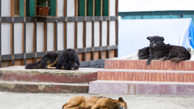 Stray dogs Bhutan
