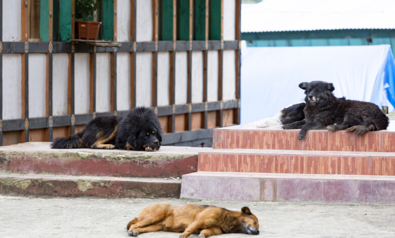 Stray dogs Bhutan