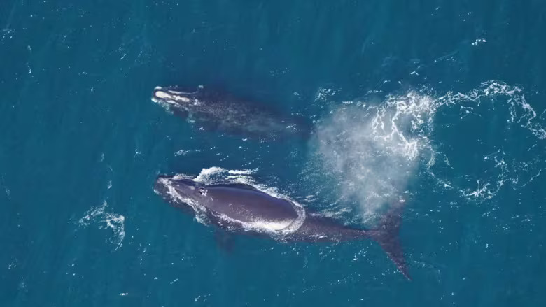 Atlantic right whale mom and calf
