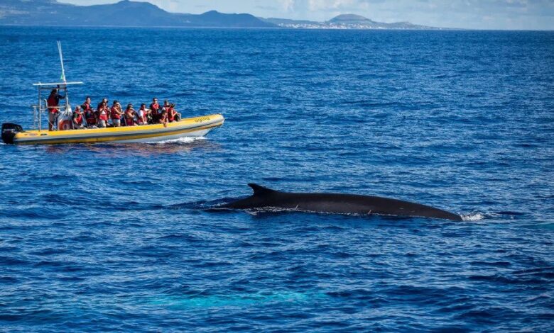 whale watching Azores