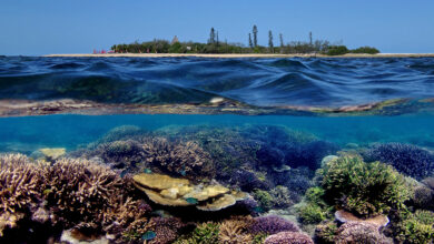 New Caledonia corals