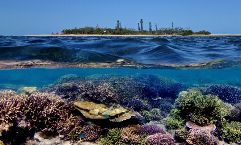 New Caledonia corals